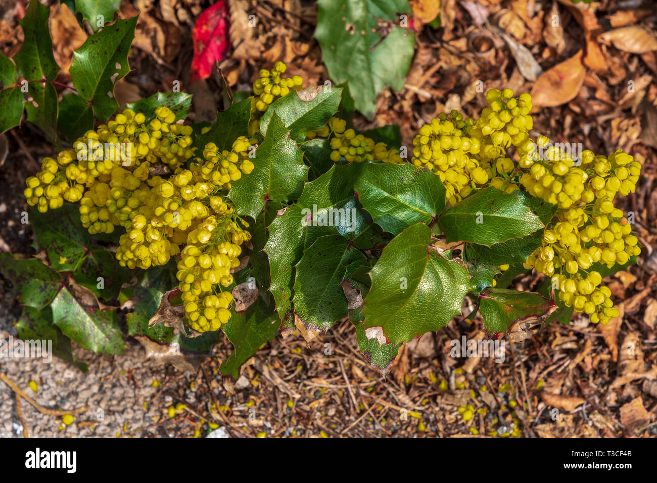 Mahonia Oregon uva, Mahonia aquifoliu, fiori gialli, holly bush Foto Stock