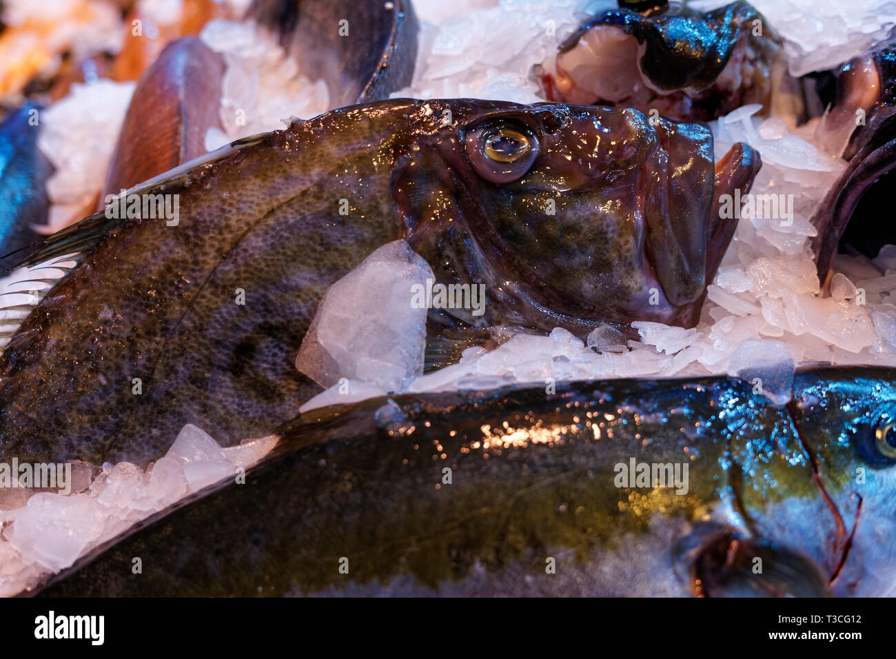 Xxxiii edizione dei buongustai Fiera - Pesce e frutti di mare - Madrid - Spagna Foto Stock