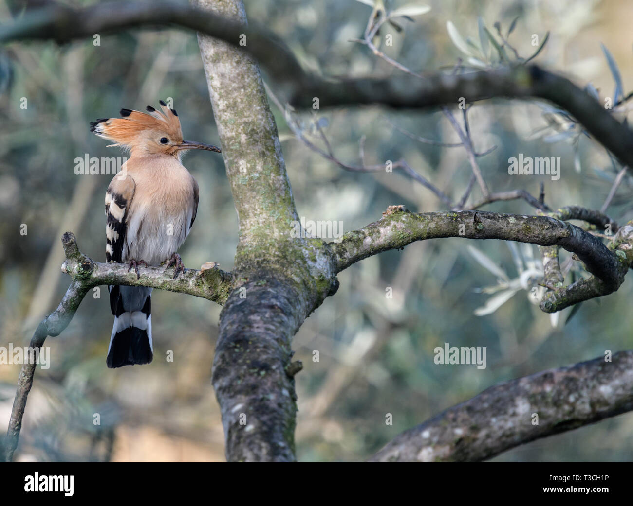 Un upupa uccello su un albero di olivo in Provenza, Francia Foto Stock