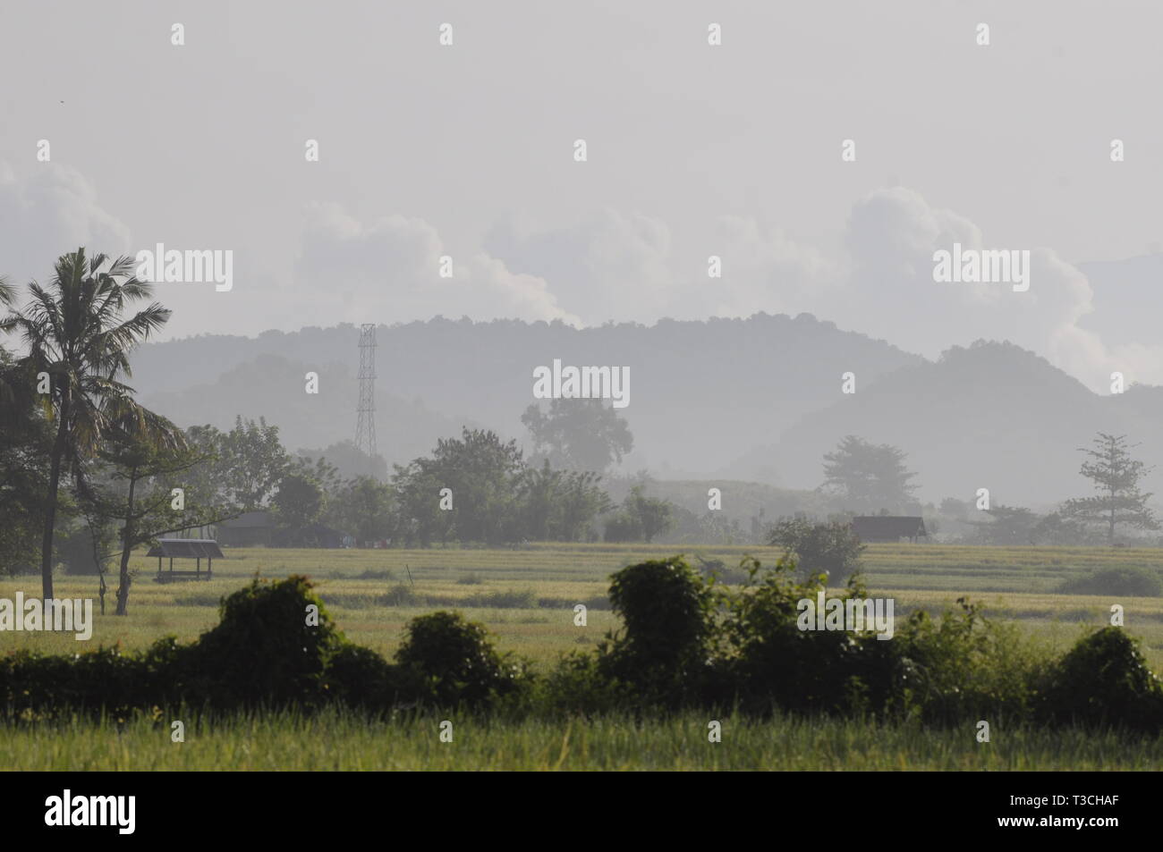 Un giallo campo di risone ( riso ) paesaggio Foto Stock