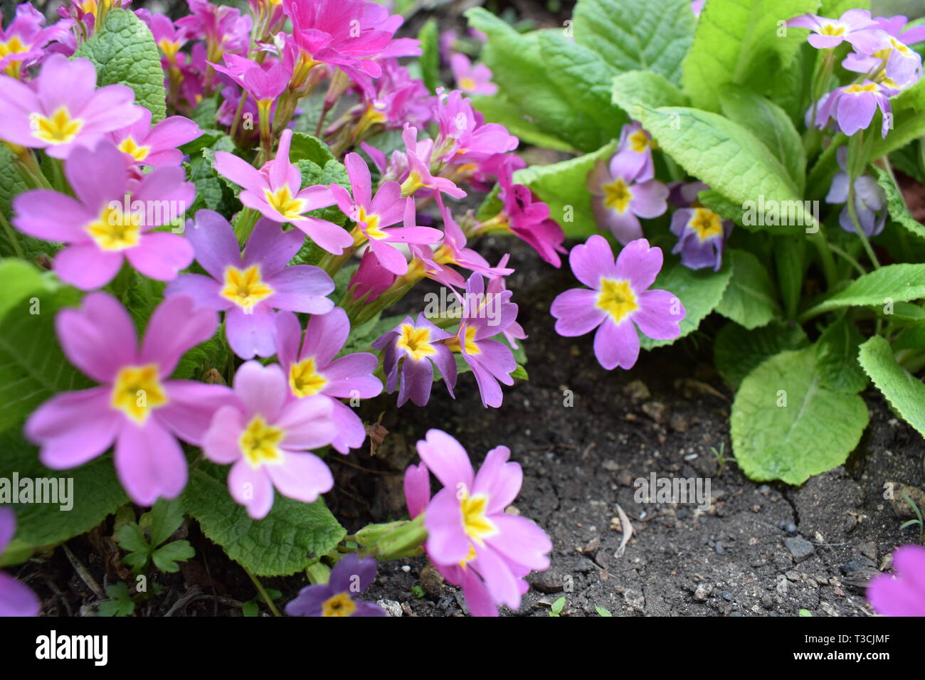 Mini colorati fiori da giardino con foglie di colore verde Foto Stock