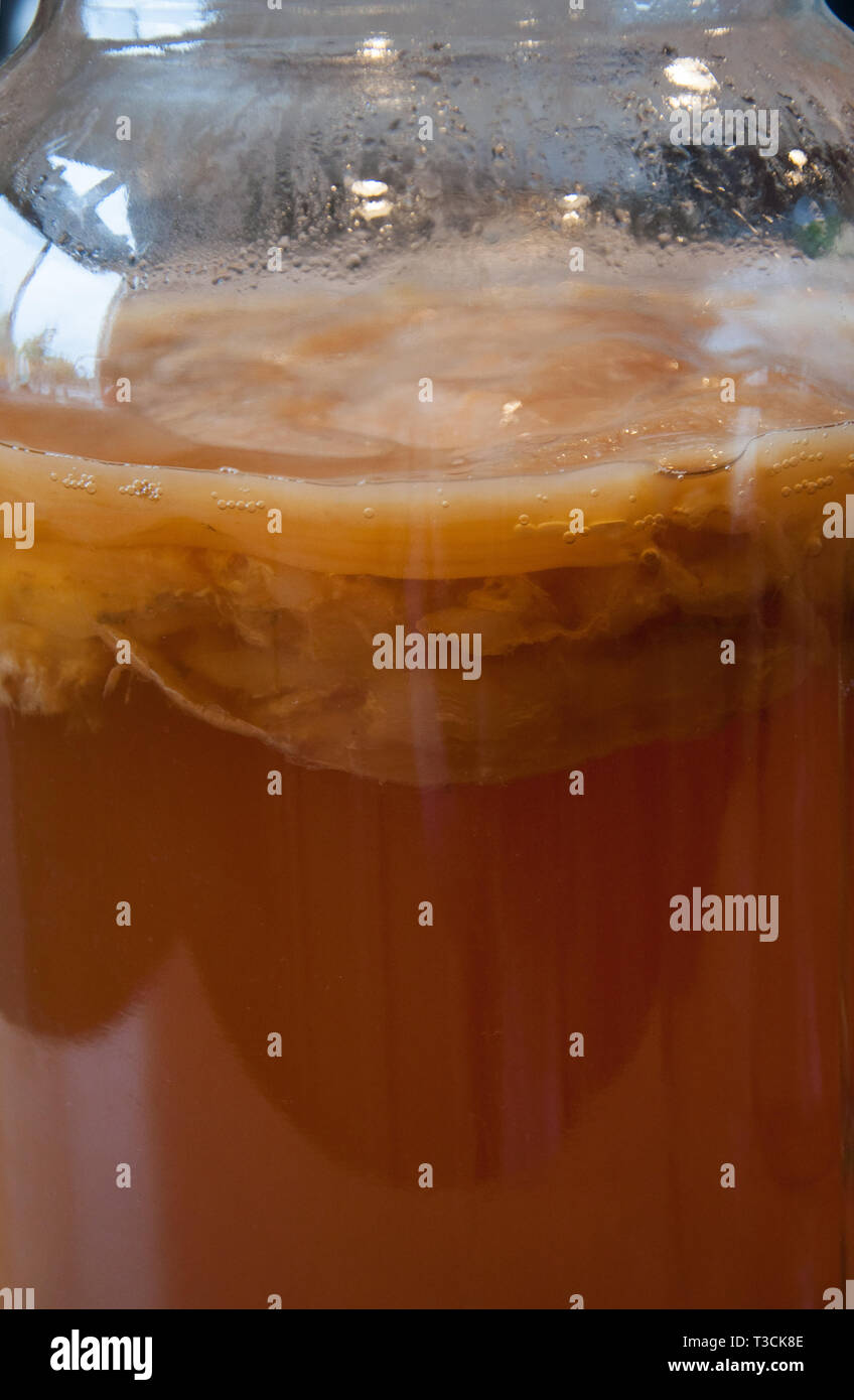 In prossimità di fatti in casa al kombucha con la madre scoby galleggiante sulla cima di questa forte sano tè fermentato da bere. Un probiotico finito per la salute Foto Stock