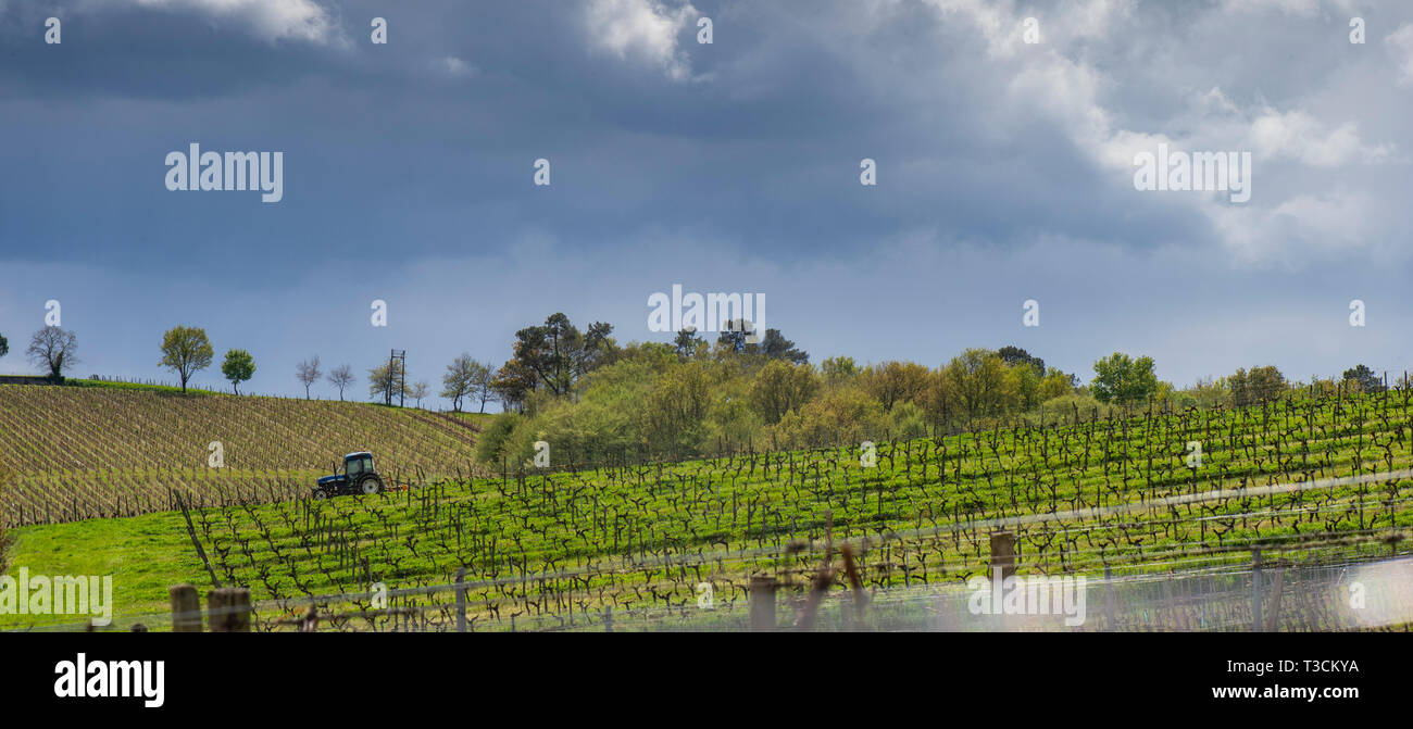 Prima molla lascia su di una pergola viticoltura in vigneto, Bordeaux, Francia, Europa Foto Stock