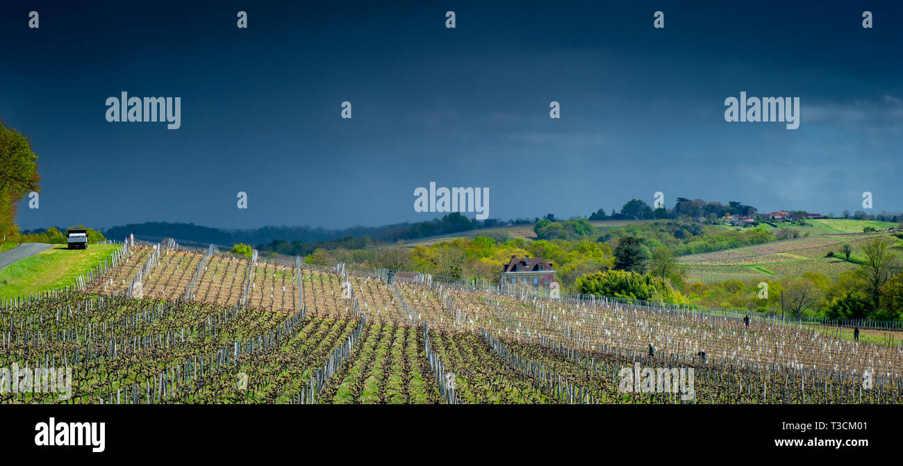 Prima molla lascia su di una pergola viticoltura in vigneto, Bordeaux, Francia, Europa Foto Stock