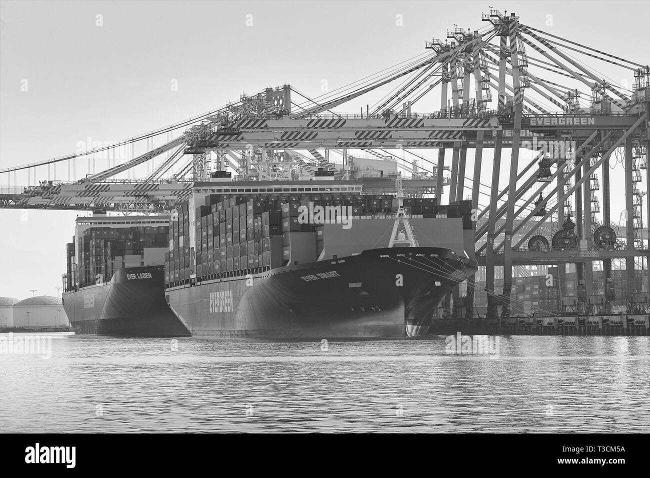 Foto in bianco e nero delle Giant Evergreen Container Ships, SEMPRE INTELLIGENTI e SEMPRE CARICHE, con carico e scarico nel porto di Los Angeles, California, USA. Foto Stock