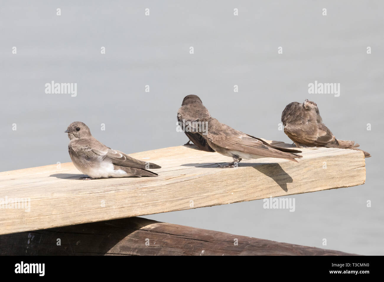 Marrone-throated Martin (Riparia paludicola) gruppo arroccato su un pontile in legno ad una diga rual in terreni agricoli, Western Cape, Sud Africa Foto Stock