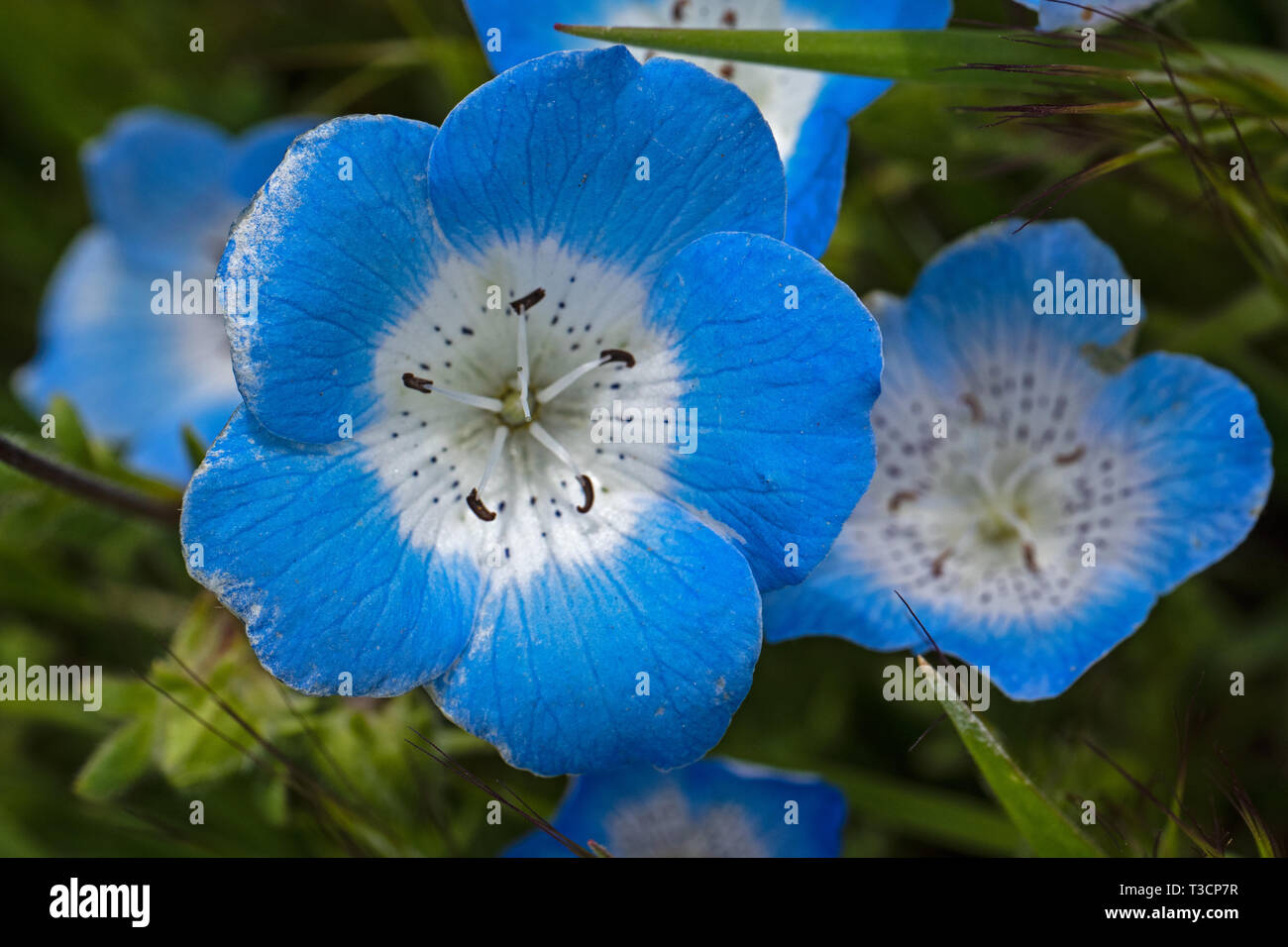 Baby Blues agli occhi in Carrizo Plain, California Foto Stock