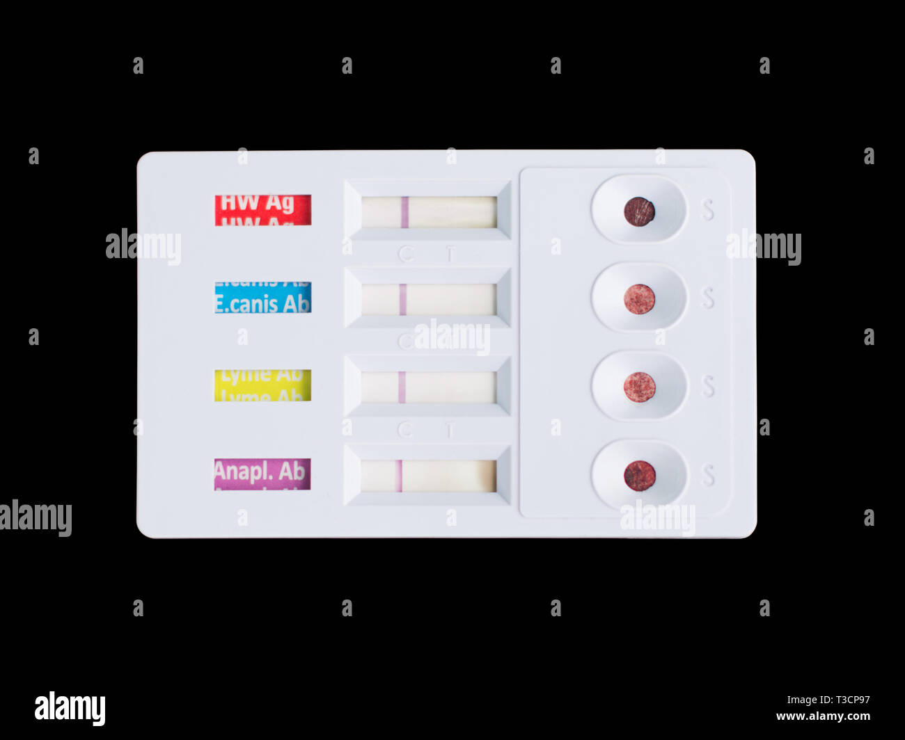 Saggio immunologico per la rilevazione di Dirofilaria immitis, antigene anticorpo contro Anaplasma phagocytophilum, Leishmania e Ehrlichia canis. Risultato negativo. Foto Stock