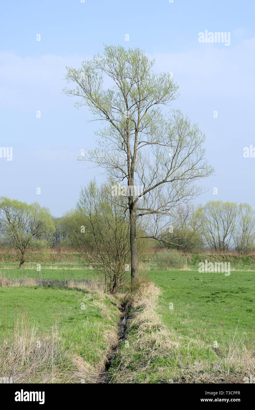 Fresche, fiori, naturale, natur, molla, stagione, salute, bellezza naturale, stagione, meteo Foto Stock