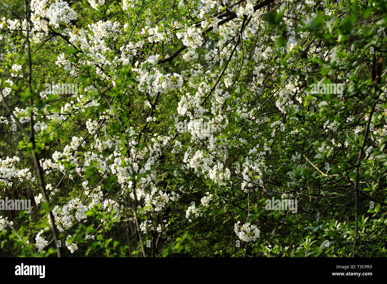 Fresche, fiori, naturale, natur, molla, stagione, salute, bellezza naturale, stagione, meteo Foto Stock