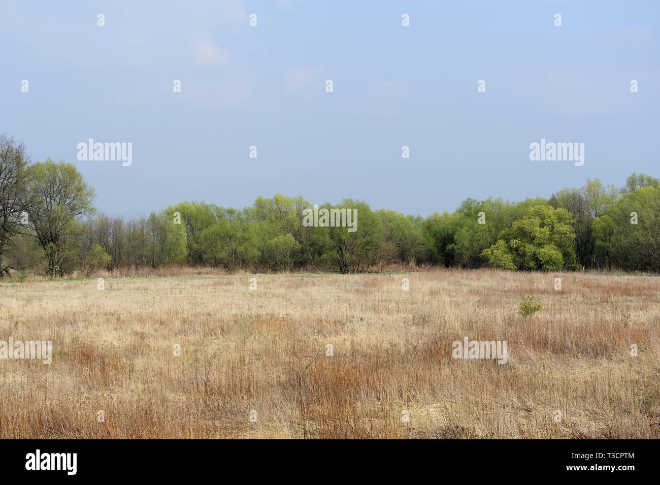 Fresche, fiori, naturale, natur, molla, stagione, salute, bellezza naturale, stagione, meteo Foto Stock