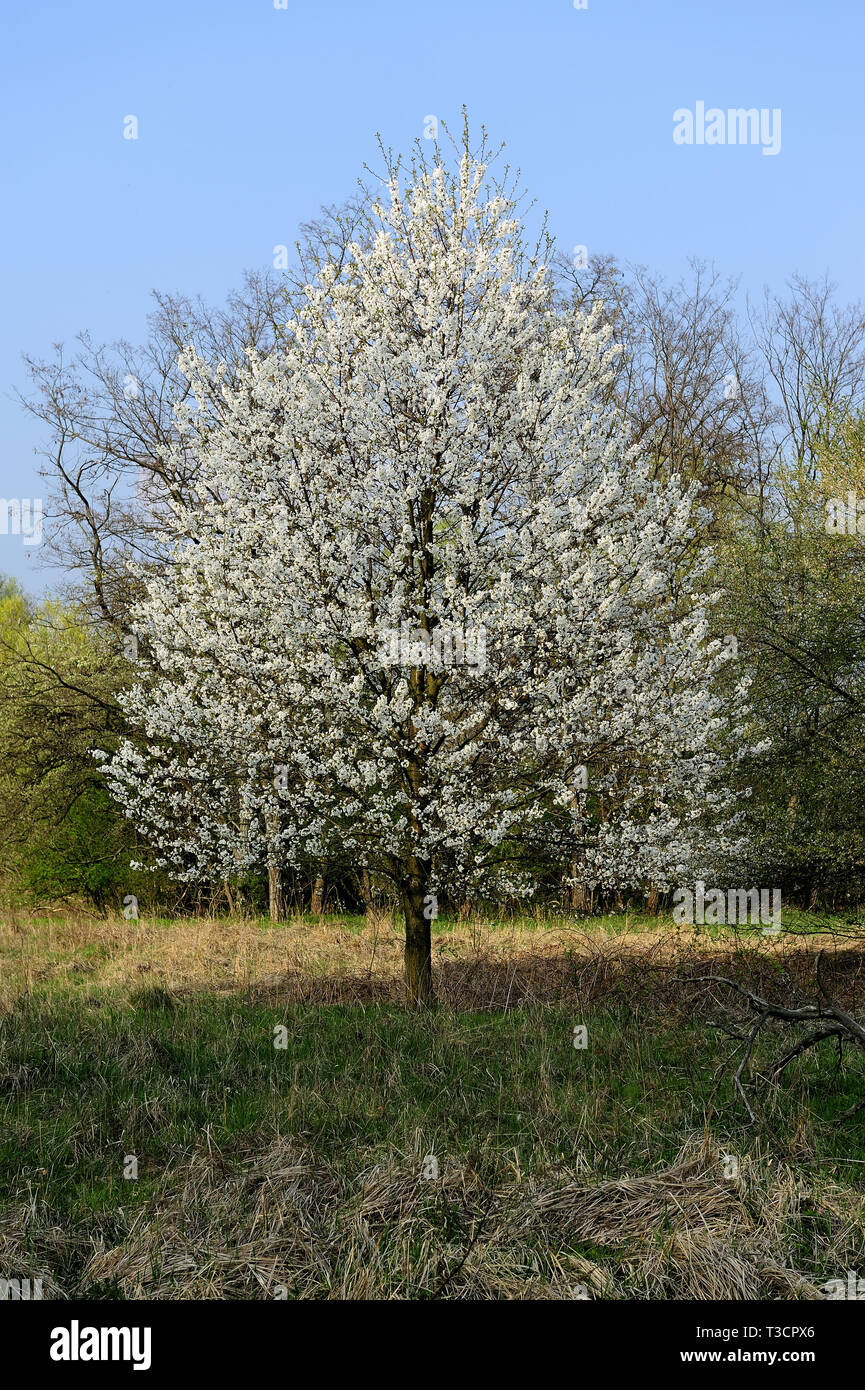 Fresche, fiori, naturale, natur, molla, stagione, salute, bellezza naturale, stagione, meteo Foto Stock