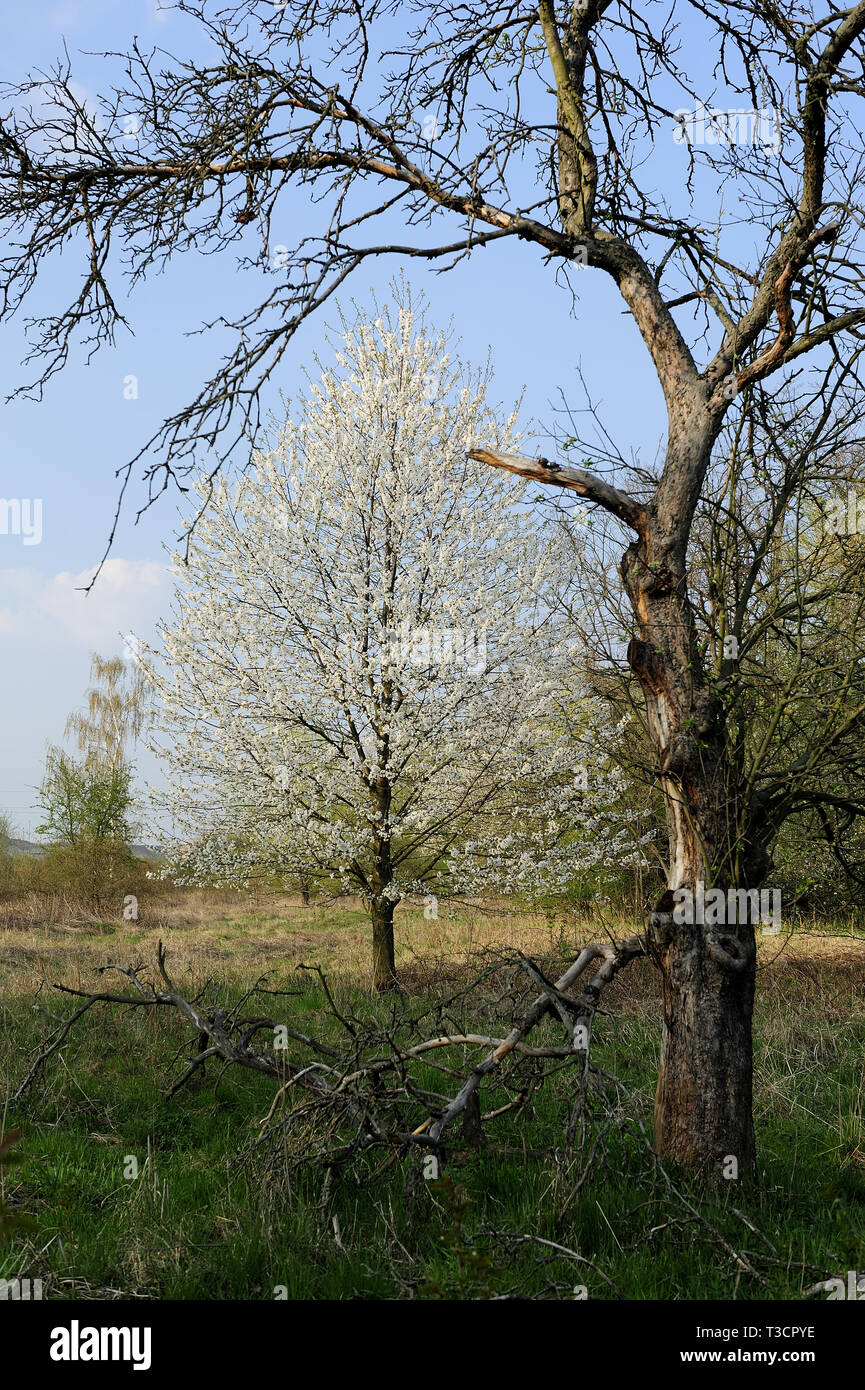 Fresche, fiori, naturale, natur, molla, stagione, salute, bellezza naturale, stagione, meteo Foto Stock