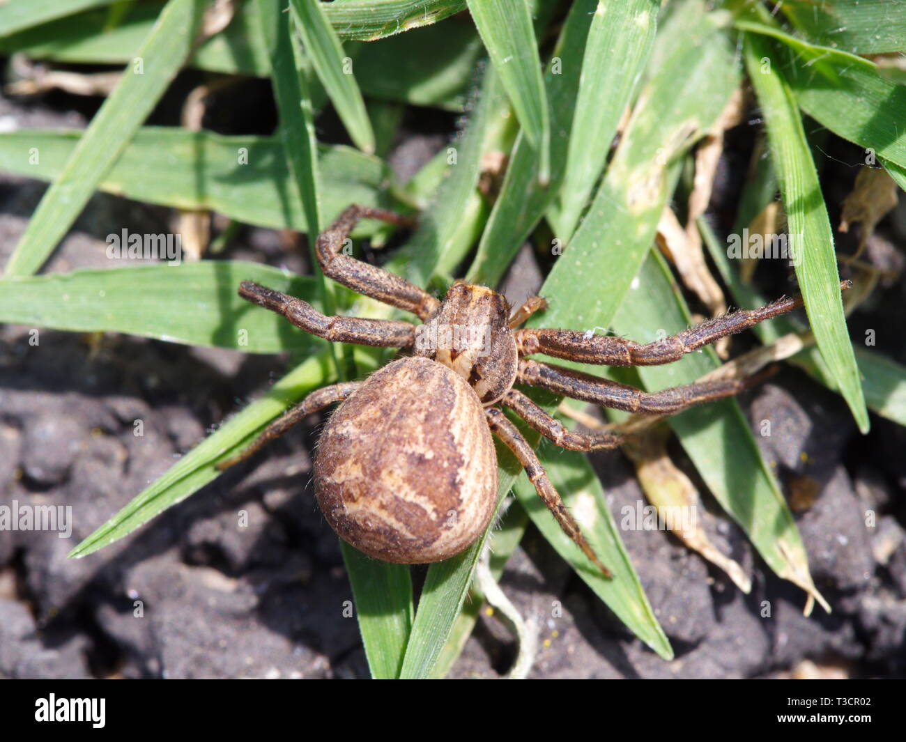 Spider nel giardino sul retro. pericoloso, specie velenose. Foto Stock