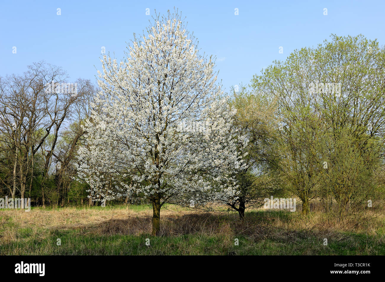 freschi, fiori, naturali, naturali, primaverili, stagione, salute, bellezza, naturale, stagione, meteo, biodinamica Foto Stock