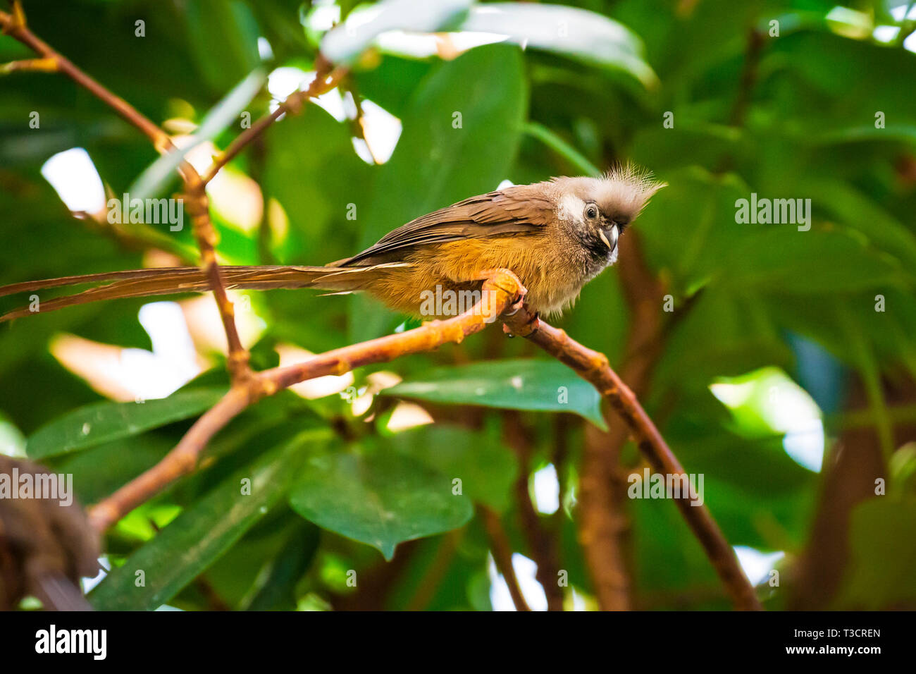 Primo piano di una screziato mousebird Colius striatus appollaiato in una foresta tropicale Foto Stock