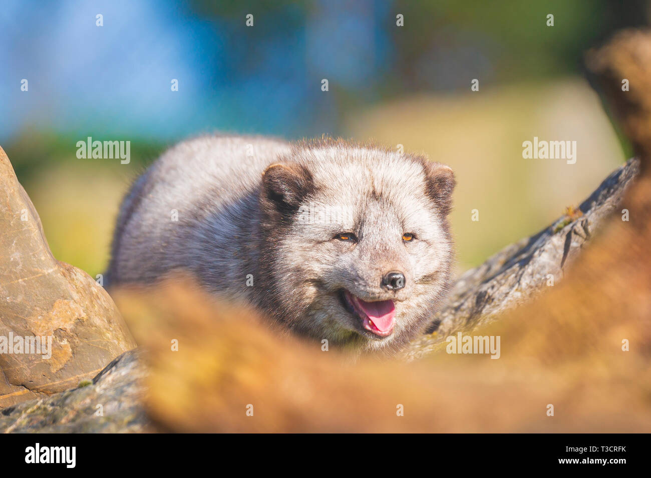Arctic Fox Vulpes vulpes lagopus, passeggiate vista frontale di fronte alla fotocamera Foto Stock