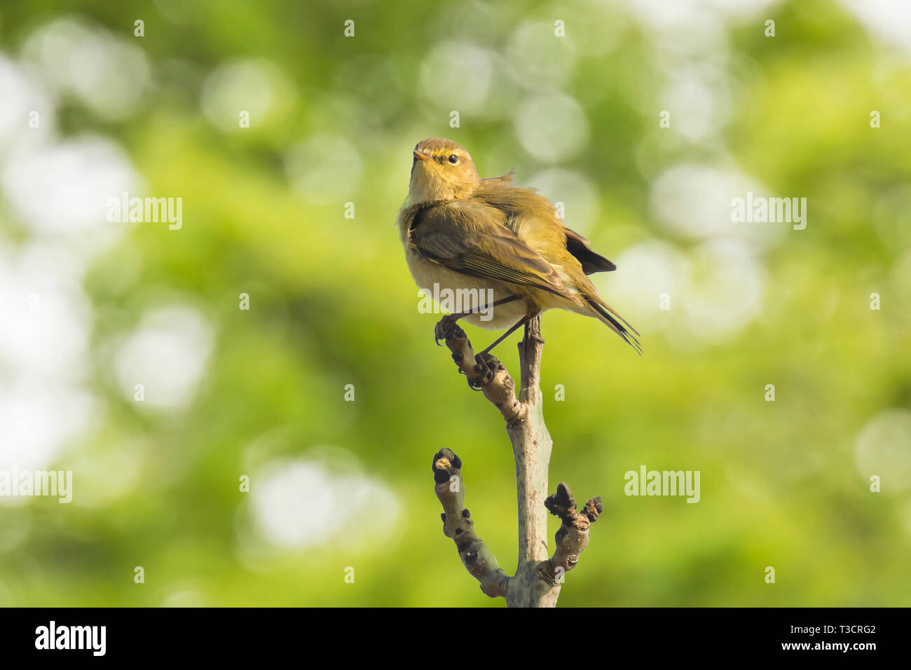 Close-up di Willow trillo bird, Phylloscopus trochilus, cantando vivace sfondo. Foto Stock