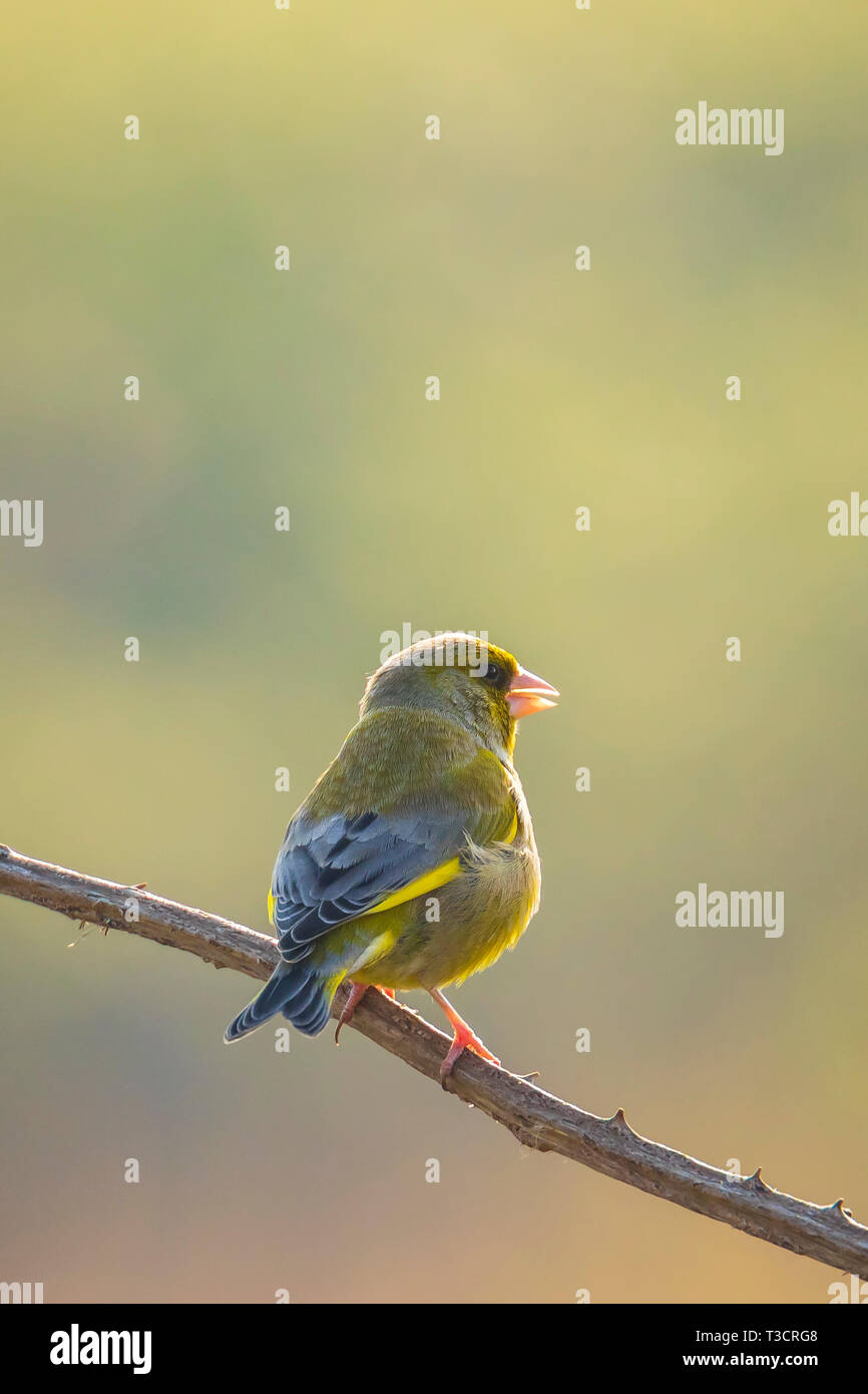 Verdone colorati uccelli chloris Chloris cantando in primavera Foto Stock