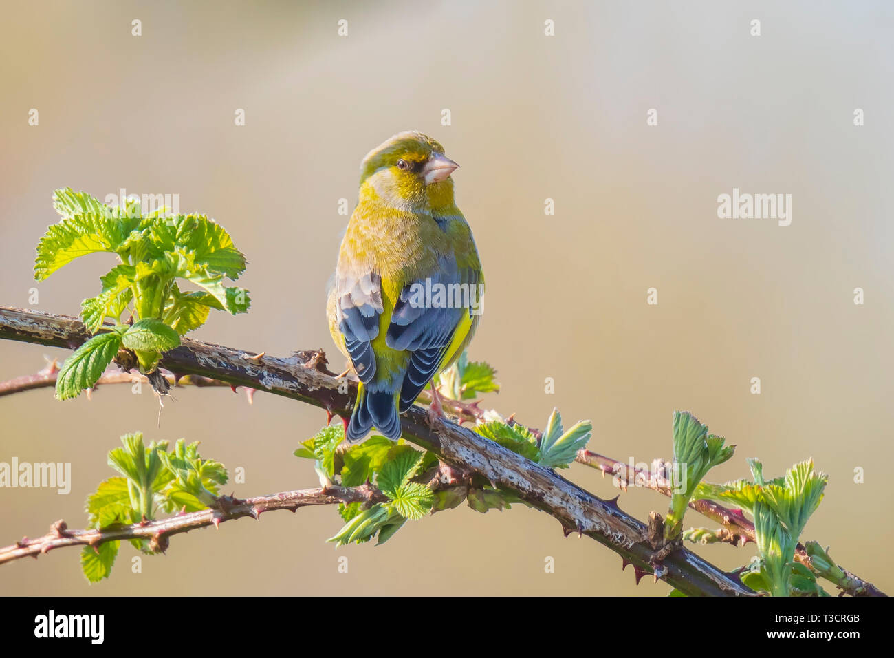 Verdone colorati uccelli chloris Chloris cantando in primavera Foto Stock