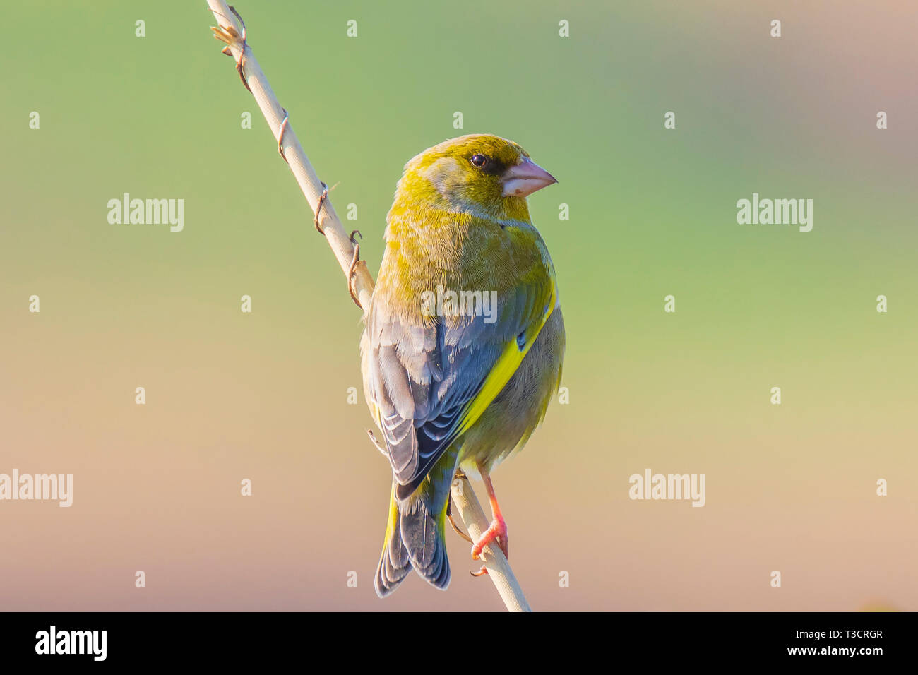 Verdone colorati uccelli chloris Chloris cantando in primavera Foto Stock