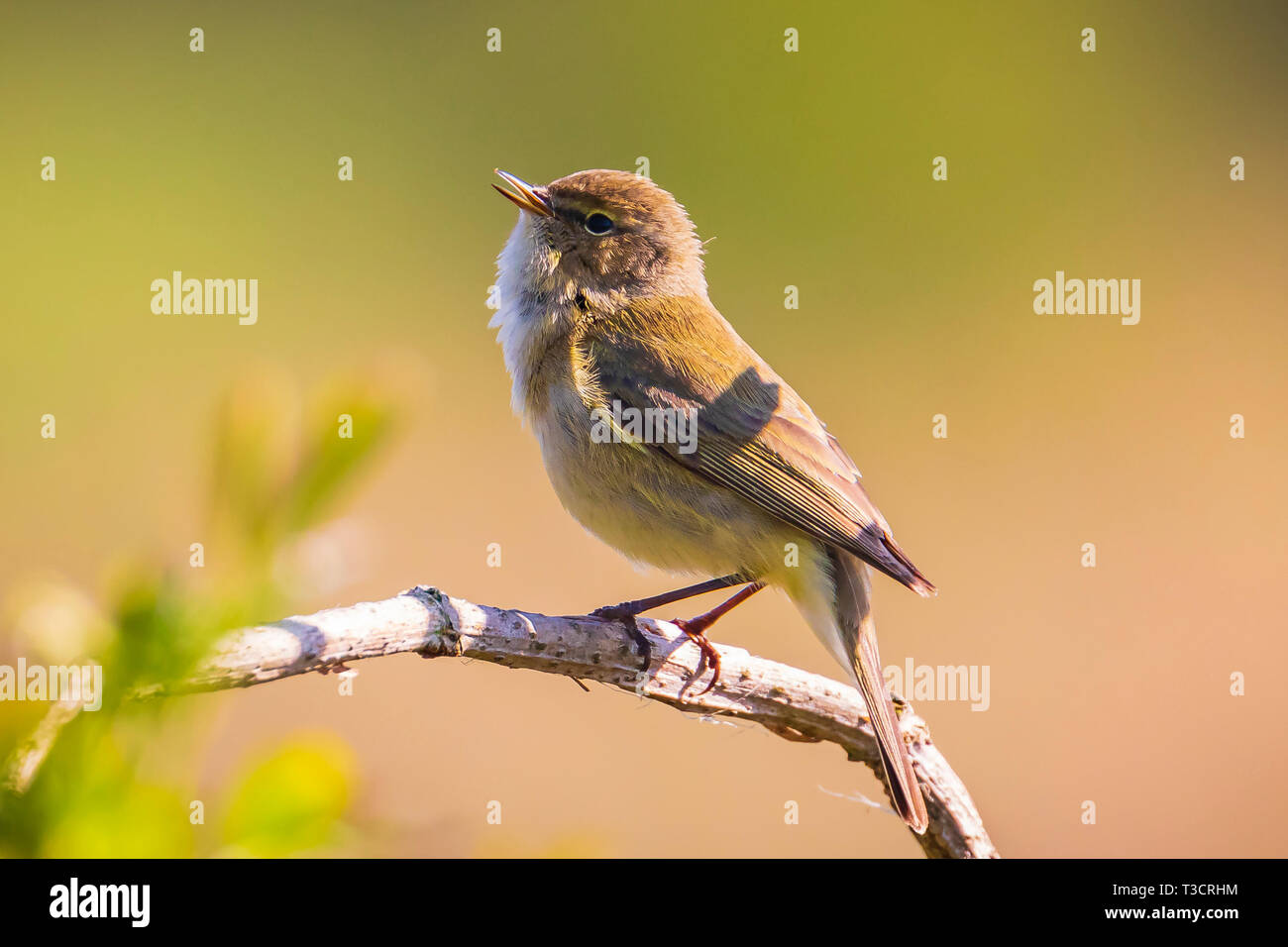 Close-up di Willow trillo bird, Phylloscopus trochilus, cantando su una bella serata estiva con soft retroilluminazione su un verde vivace sfondo. Foto Stock