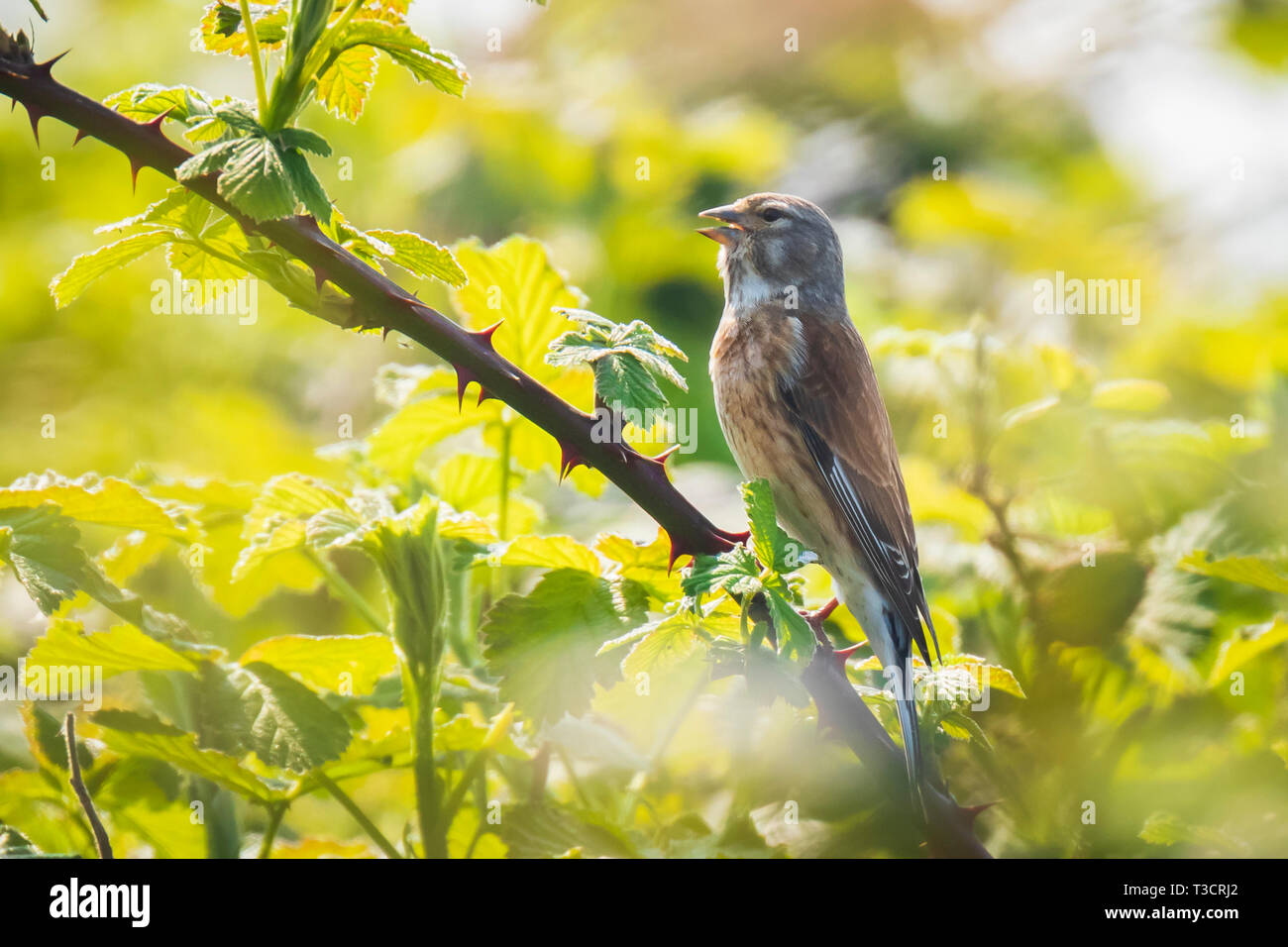 Linnet bird, Carduelis cannabina, la visualizzazione e la ricerca di un compagno durante la primavera in un rovo bush. Il canto di prima mattina la luce del sole. Foto Stock
