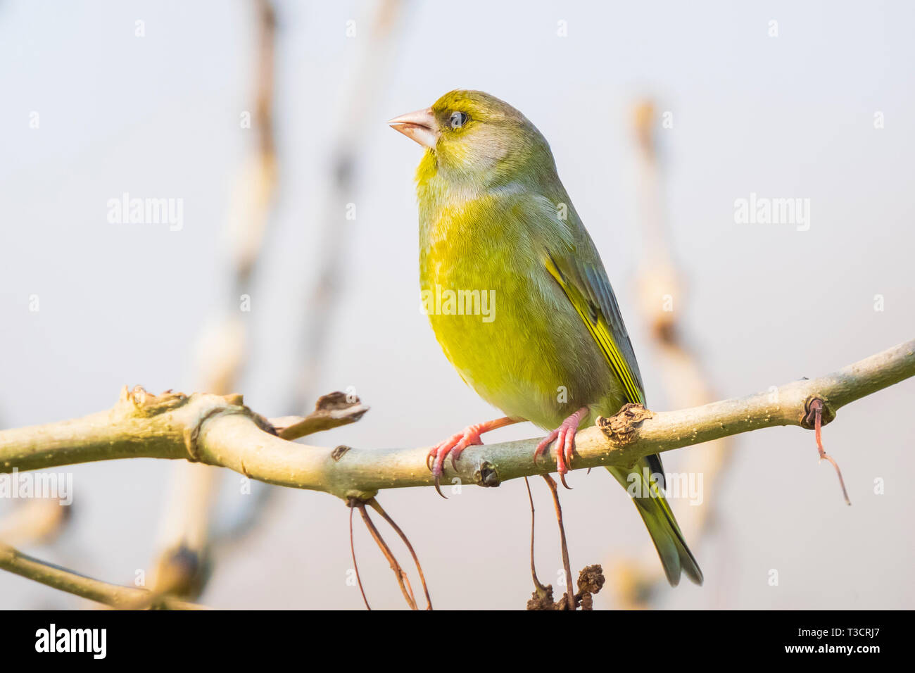 Unione verdone maschio chloris Chloris il canto degli uccelli in inizio di mattina di sole durante la stagione di accoppiamento in primavera. Foto Stock