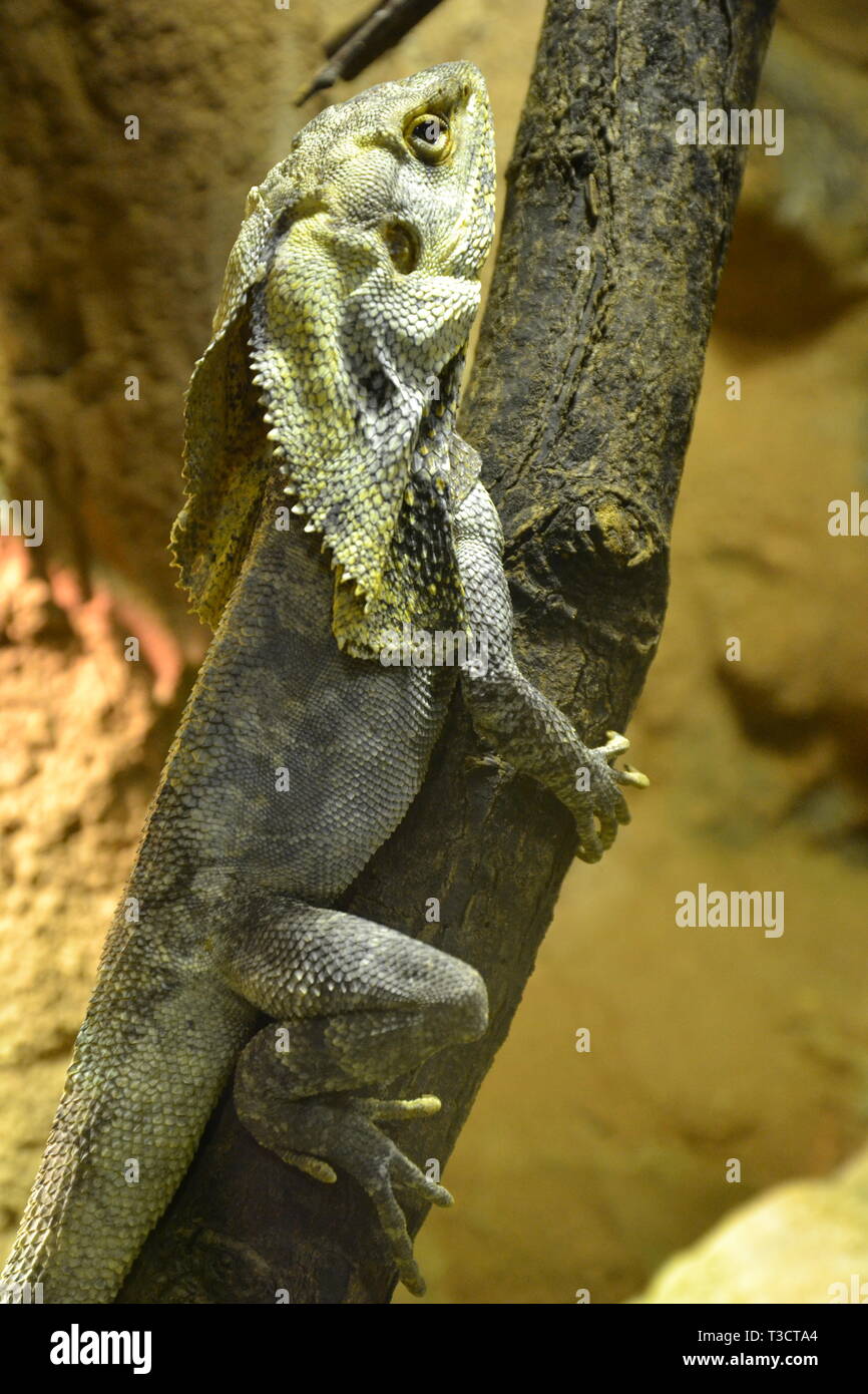 Una lucertola frilled, nativo in Australia e in Nuova Guinea, a Cotswold Wildlife Park, burford, Oxfordshire, Regno Unito Foto Stock