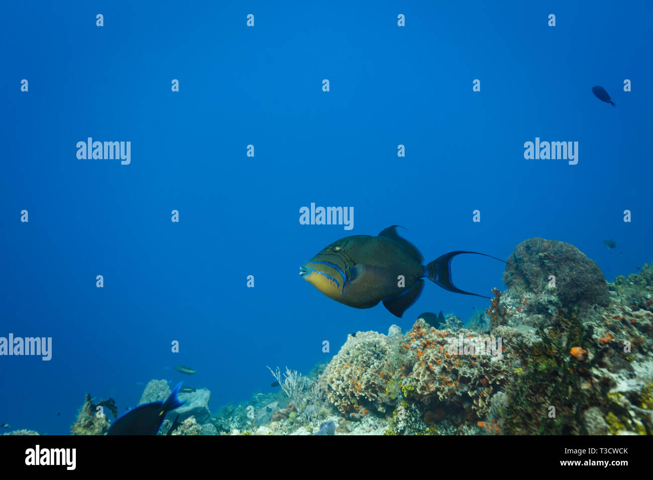 Primo piano della regina pesce Trigger, Balistes vetula, al di sopra del corallo. Foto Stock