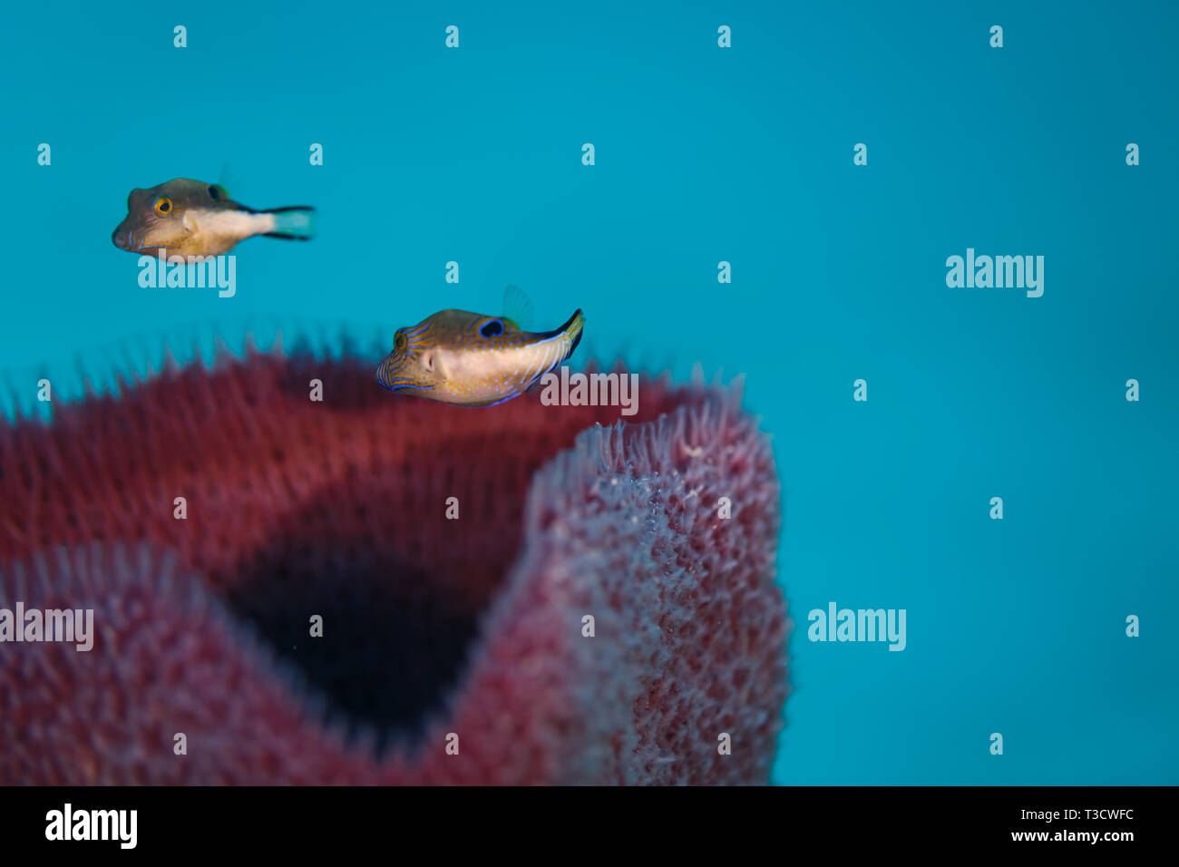 Primo piano di una coppia di Pearl toby Puffer fish, Canthigaster margaritata, sopra la piscina grande, tubo vaso corallo, Dendrophylliidae Turbinaria, Haliclona Foto Stock