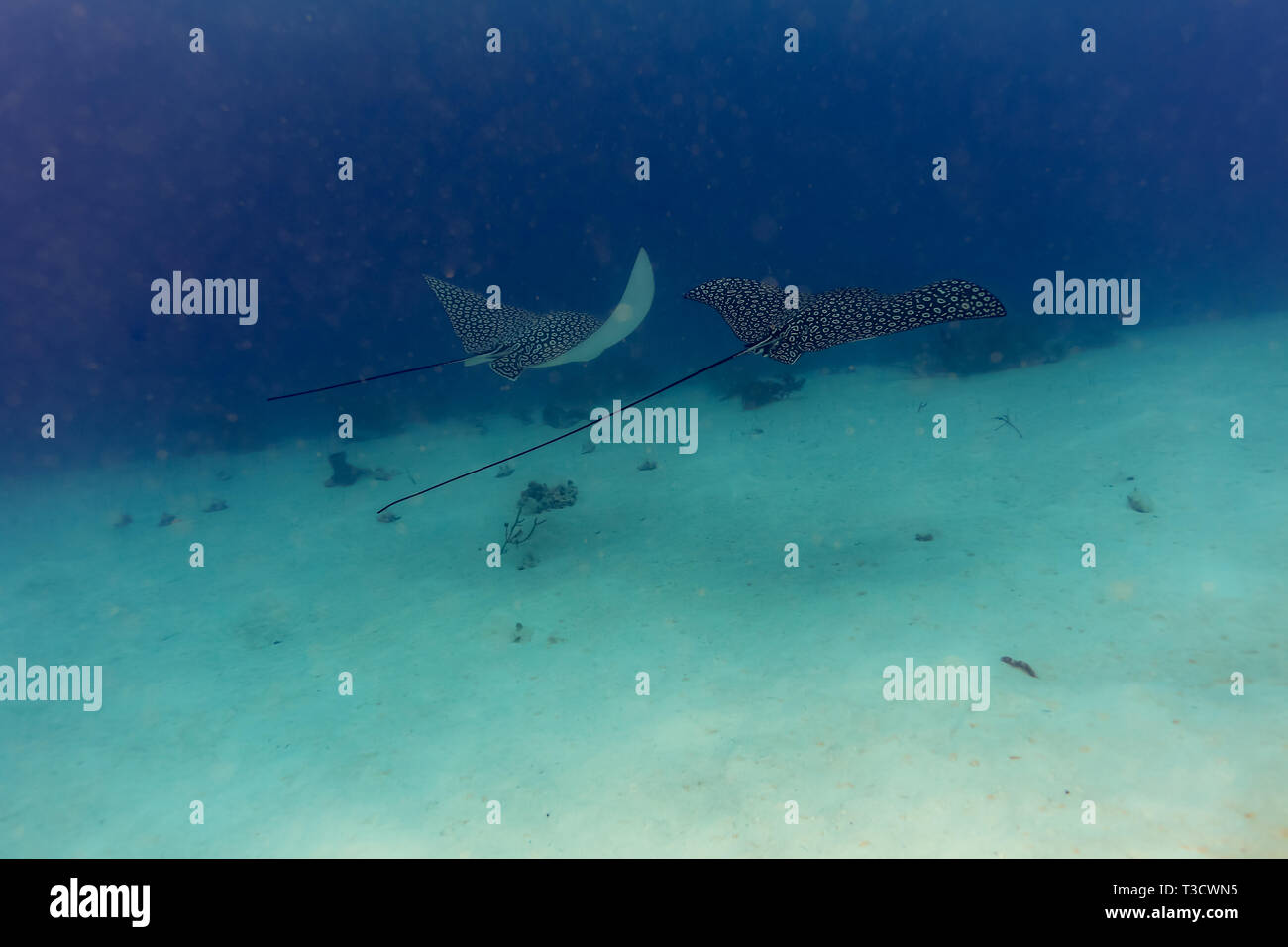 Due giganti di raggio di aquila chiazzato, Aetobatus narinari, nuotare insieme sulla barriera corallina Foto Stock