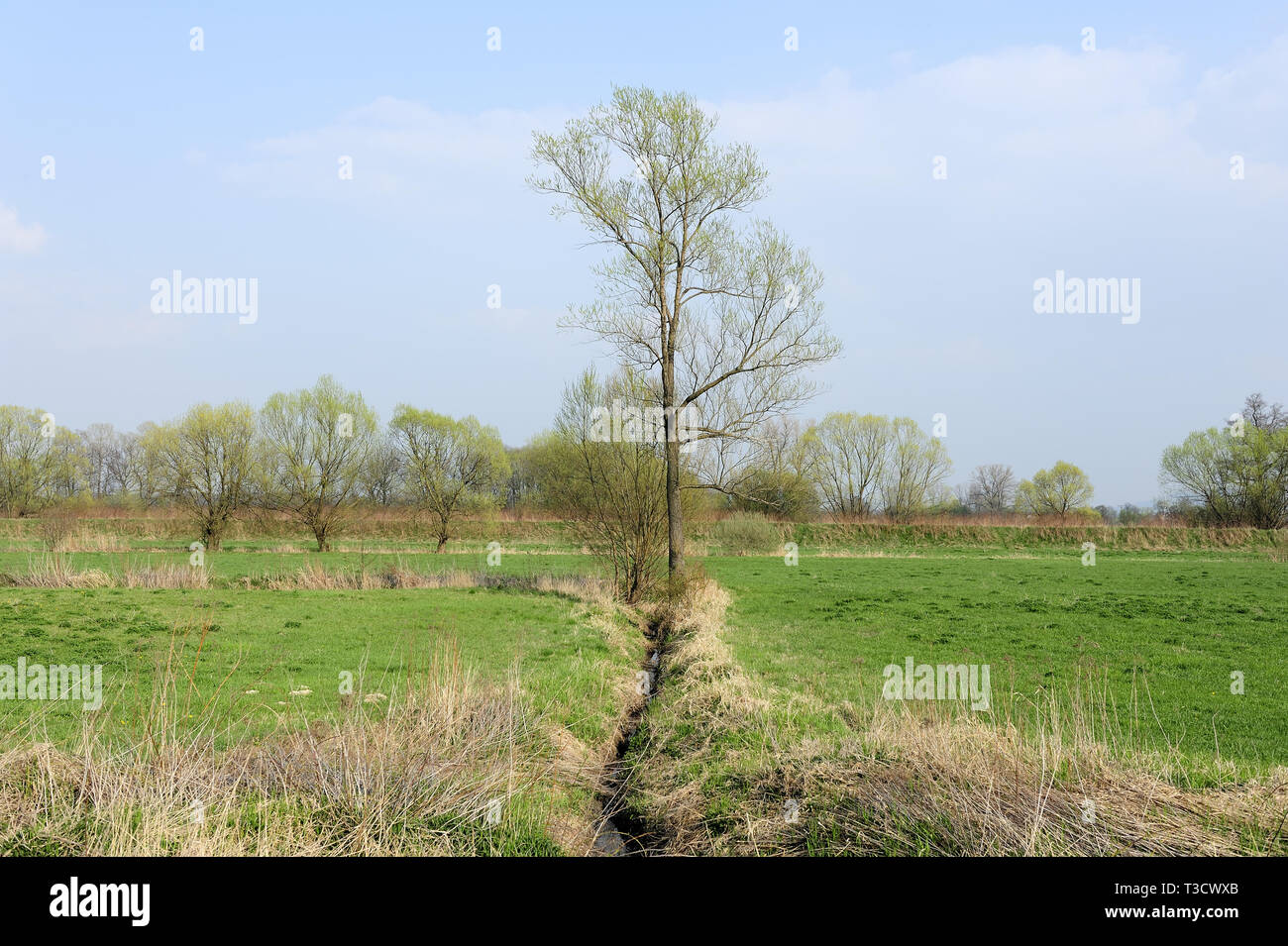 Fresche, fiori, naturale, natur, molla, stagione, salute, bellezza naturale, stagione, meteo Foto Stock