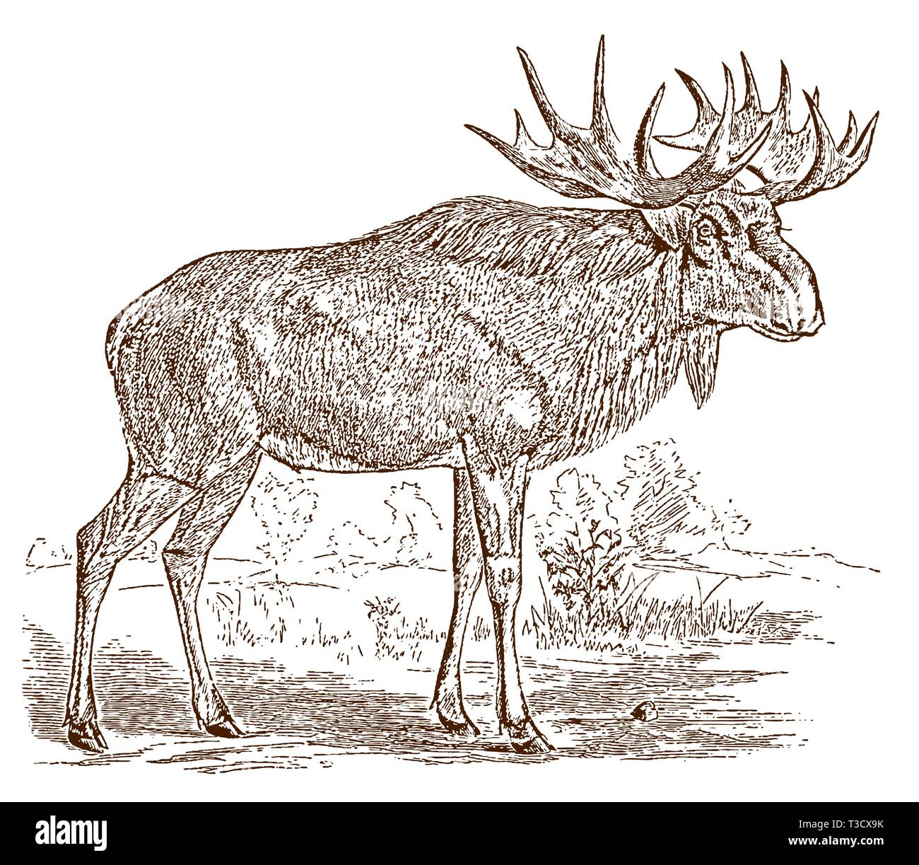 Europei maschili o scandinava elk (alces) toro in vista laterale e in piedi in un paesaggio. Illustrazione dopo una incisione storica del XIX secolo Illustrazione Vettoriale