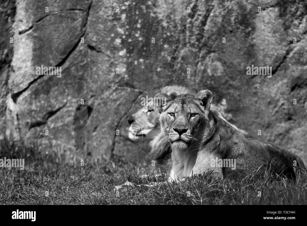 Leone africano a fissare la fotocamera con seconda lion nel telaio Foto Stock