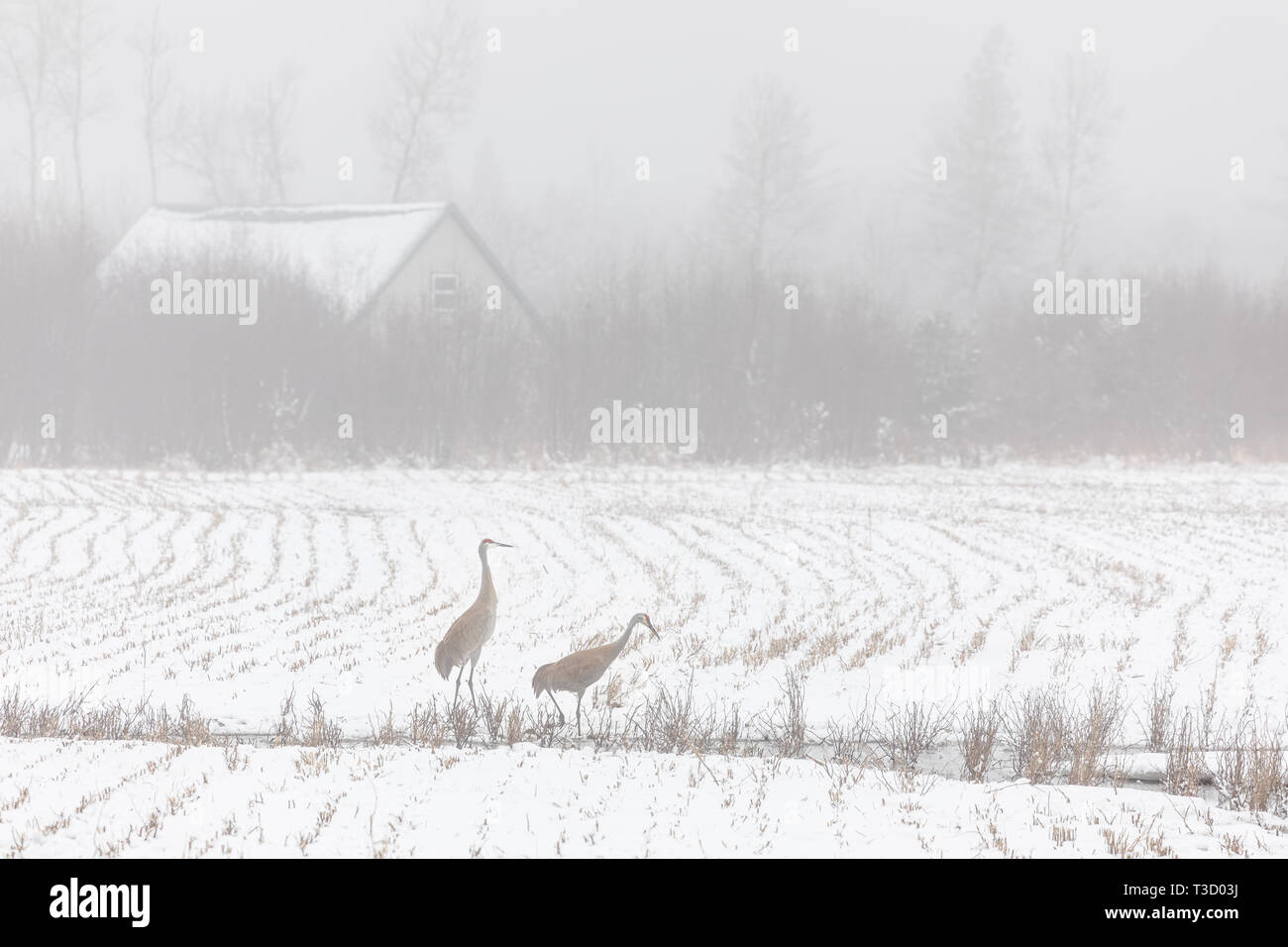 Coppia di gru sandhill alimentando in una nebbiosa coperte di neve dell'agricoltore campo. Foto Stock