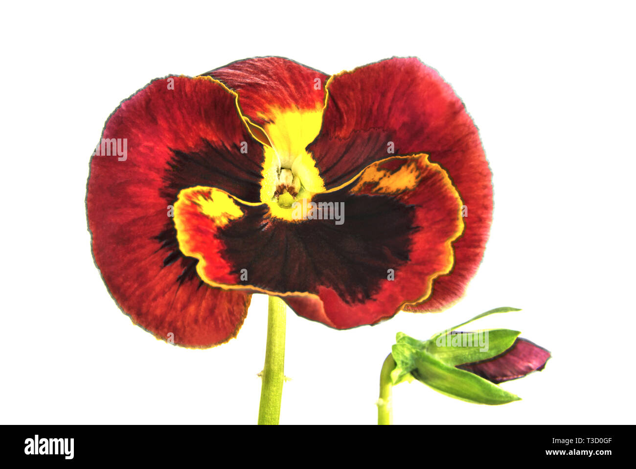 Tre tonalità di viola o pansies - un grassy annuale o biennale impianto, comune in Europa e nelle regioni temperate di Asia. Foto Stock