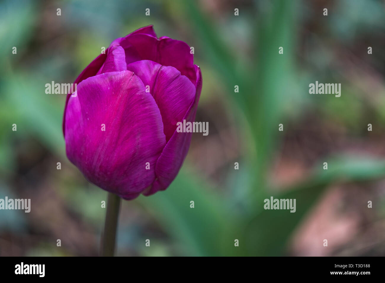 Unico viola tulip in giardino con messa a fuoco morbida dello sfondo. Foto Stock