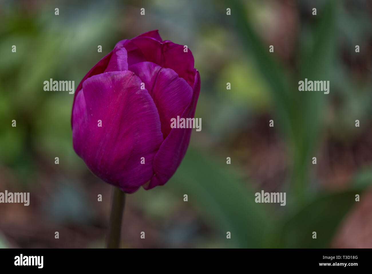 Unico viola tulip in giardino con messa a fuoco morbida dello sfondo. Foto Stock