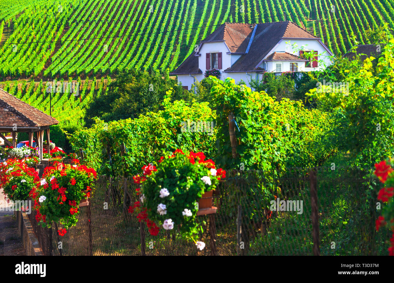 Impressionante vigneti geometrica e fattoria,Regione Alsazia, Francia. Foto Stock