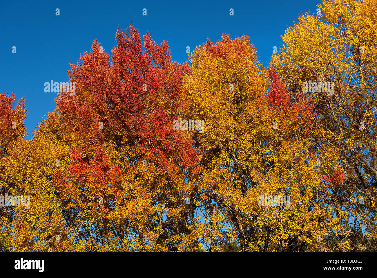 I colori autunnali nella Foresta Bavarese Foto Stock