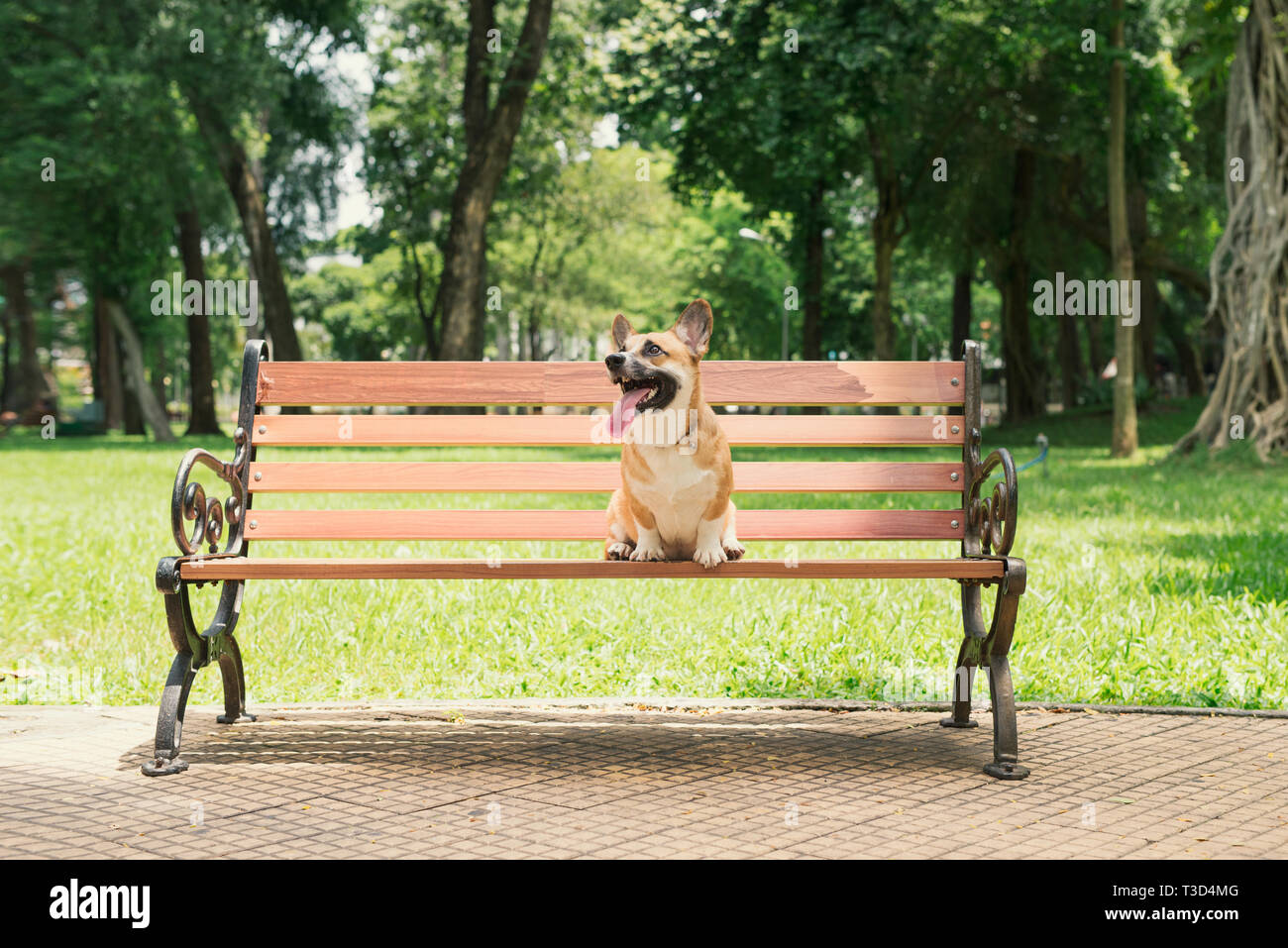 Carino Pembroke Welsh Corgi cane su una panchina nel parco Foto Stock