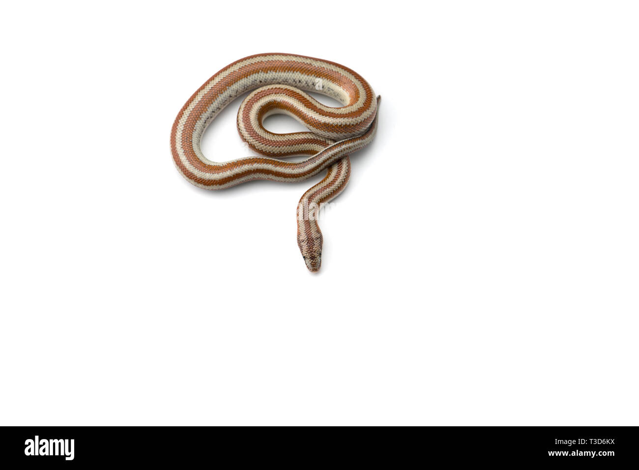 Rosy boa isolati su sfondo bianco Foto Stock