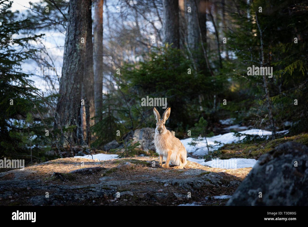Lepus europaeus nella foresta Foto Stock