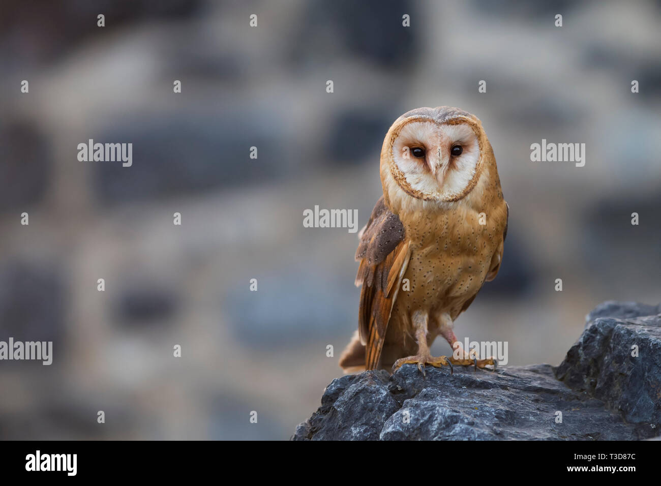 Schleiereule, Tyto alba,barbagianni Foto Stock