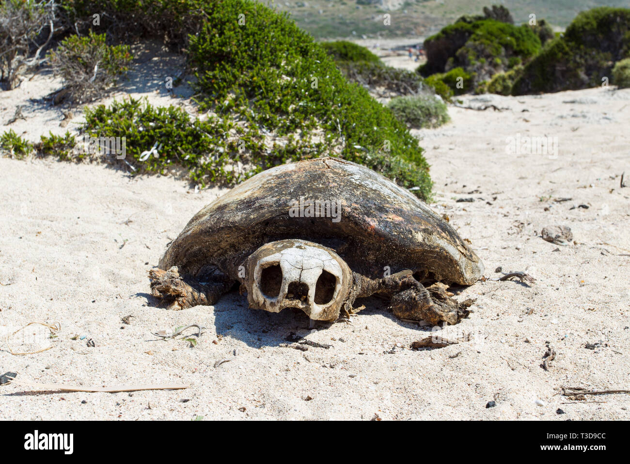 Tote Schildkroete, morte turtle Foto Stock