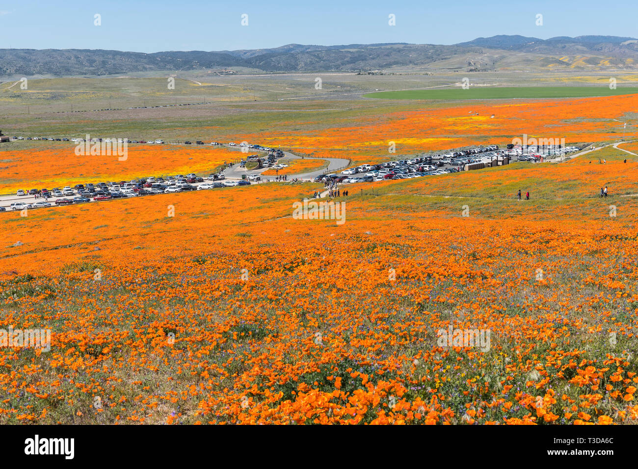 Lancaster, California, Stati Uniti d'America - 2 Aprile 2019: Linea di automobili in attesa di entrare in parcheggi di Antelope Valley California Poppy preservare Park. Foto Stock
