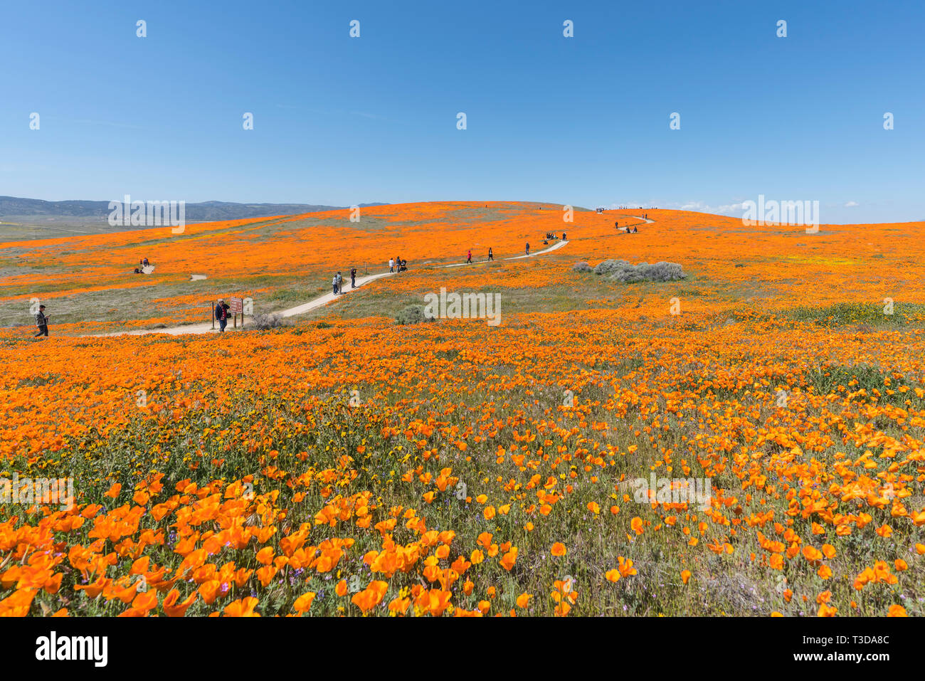 Contea di Los Angeles, California, Stati Uniti d'America - 2 Aprile 2019: gli amanti della natura godendo di papavero super millefiori bloom campi nella California del Sud. Foto Stock