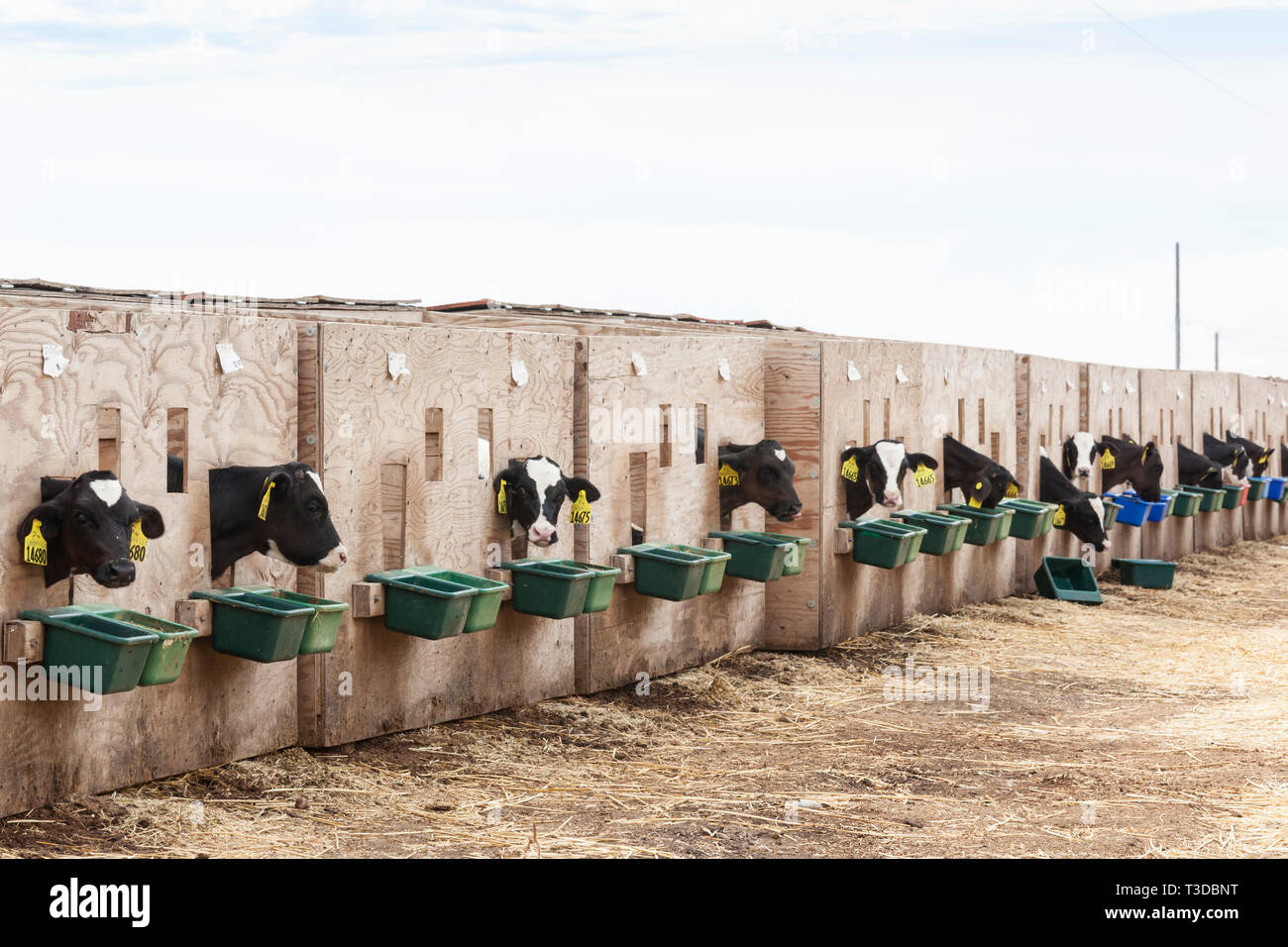 Bovini di vitello vitelli di allevamento in recinti di casse in una fattoria. Possibile crudeltà nei confronti degli animali. Foto Stock