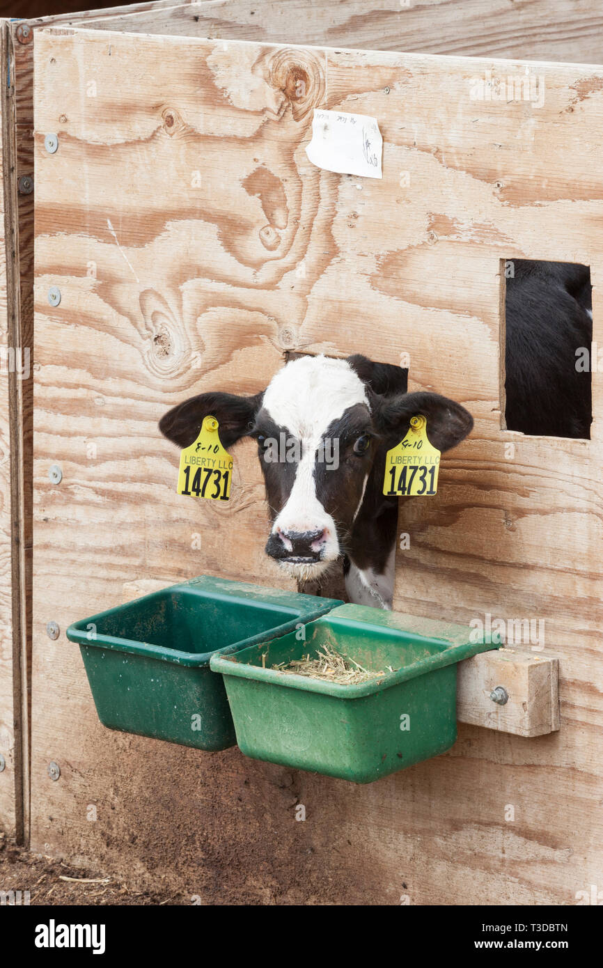 Carne di vitello vitello bovino con marchi auricolari in una penna cassa in fattoria. Possibile la crudeltà sugli animali nell'industria del bestiame. Foto Stock